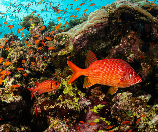 Reeling in the Season: Red Snapper Fishing Opens Up in Louisiana Waters