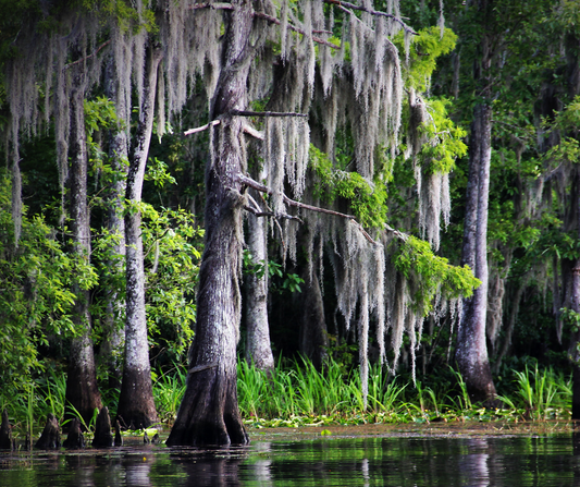 Embracing Nature's Bounty: A Comprehensive Guide to Louisiana's State Parks