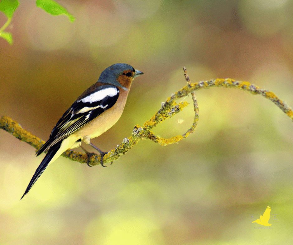 Bossier Parish, Louisiana