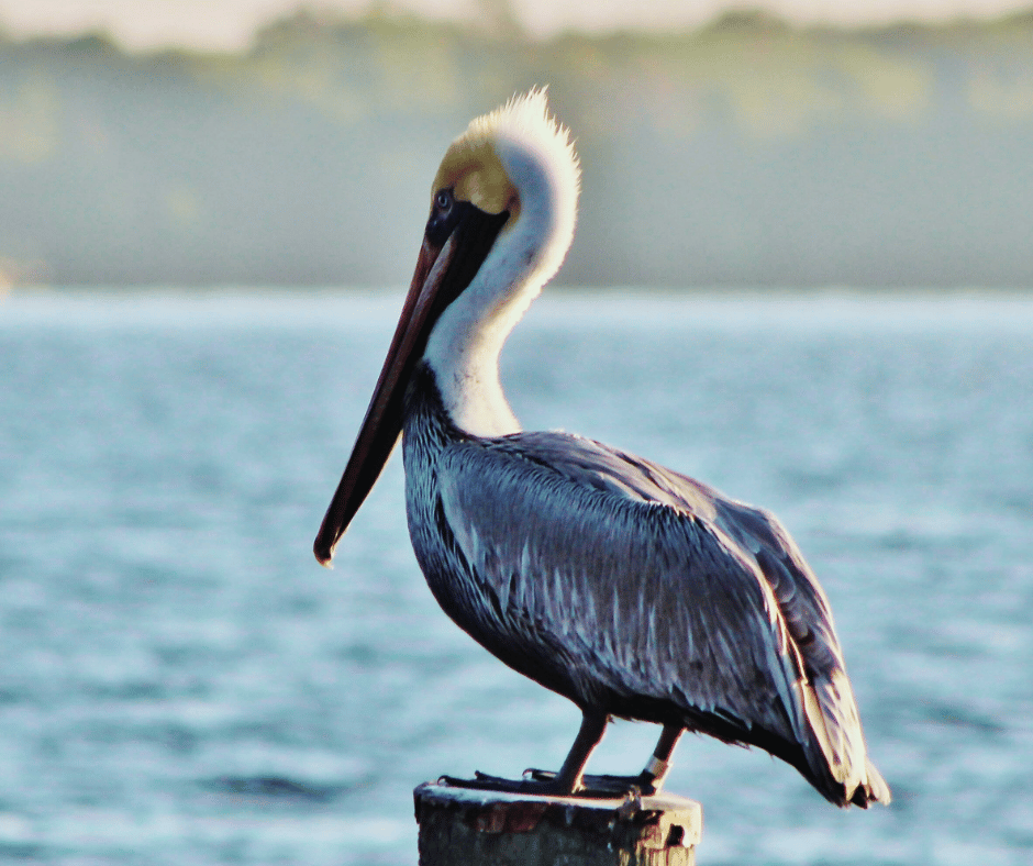 Why Louisiana Is Called the Pelican State