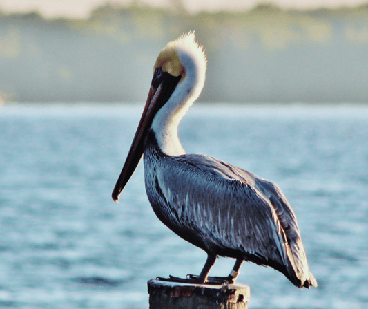 Why Louisiana Is Called the Pelican State