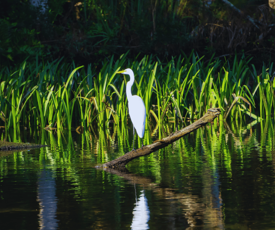 Top 10 Must-Visit Louisiana State Parks