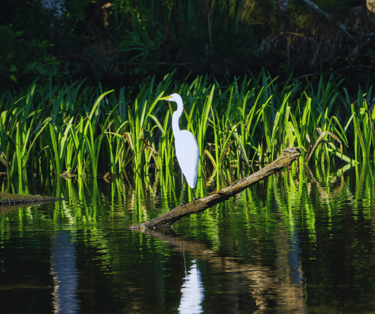 Top 10 Must-Visit Louisiana State Parks
